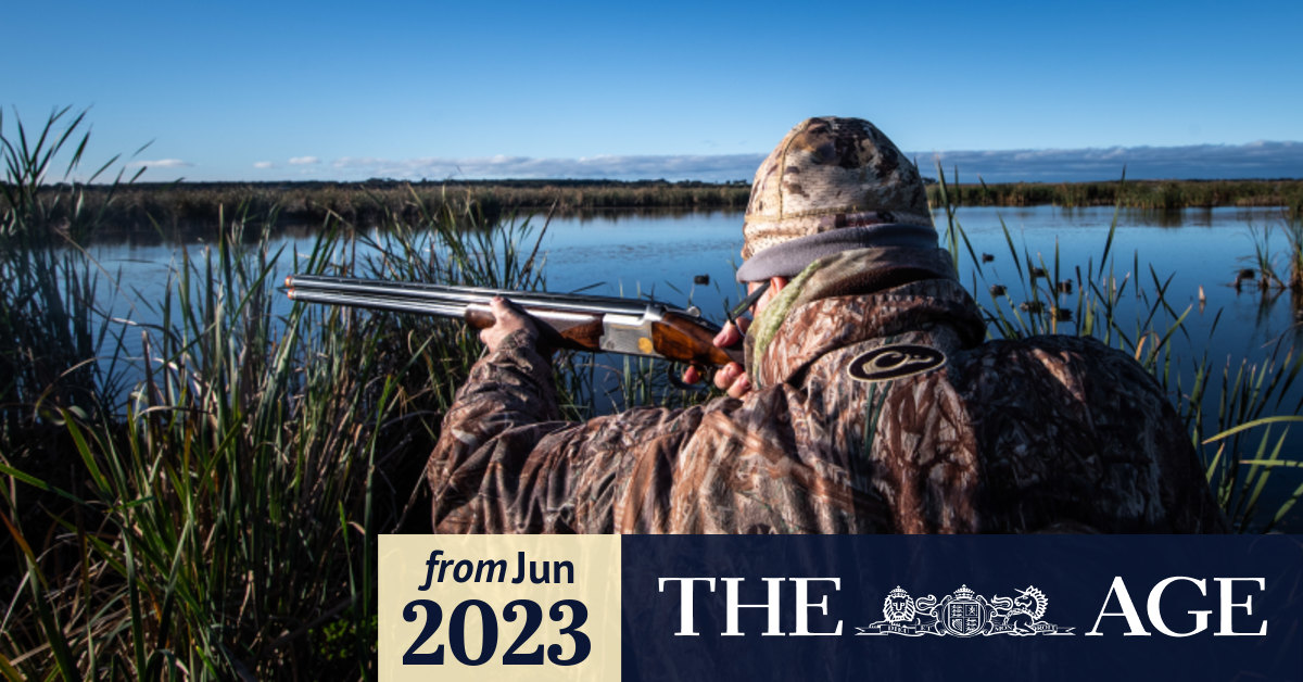 Duck hunting Victoria Residents who live near shooting zones report
